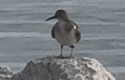 iNaturalist image