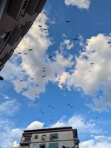 White Stork