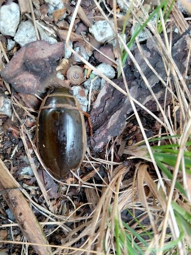 Great Diving Beetle