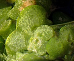 Lemna gibba, photograph (c) Angelika Baumann, some rights reserved (CC BY)