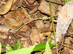 Erginulus roeweri