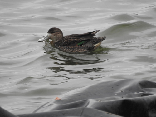 iNaturalist: (c) Danny Nelson, some rights reserved (CC BY-NC), uploaded by Danny Nelson iNaturalist image