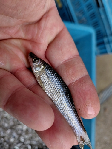 Topmouth Gudgeon