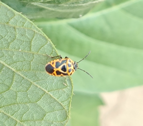Painted bug
