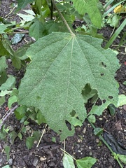 Triumfetta semitriloba