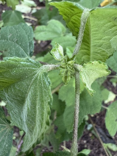 Triumfetta semitriloba, photograph 2