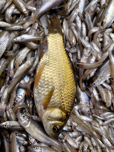 Goldfish