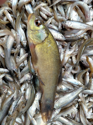 Tench