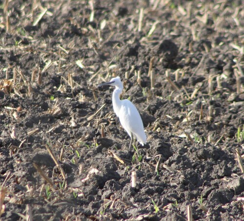 iNaturalist image