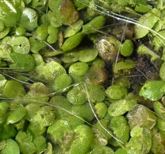Lemna gibba