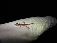 Anolis ustus
