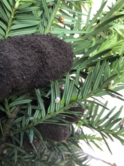 Pulvinaria floccifera