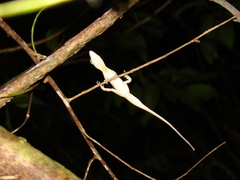 Anolis ustus