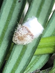 Pulvinaria floccifera