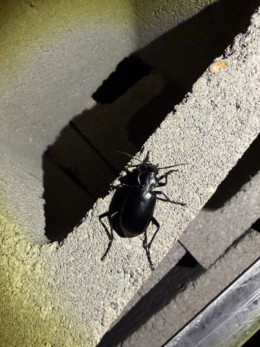Calosoma peregrinator