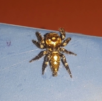 Heavy-bodied Jumper
