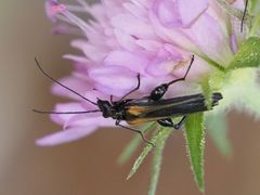 Oedemera pthysica