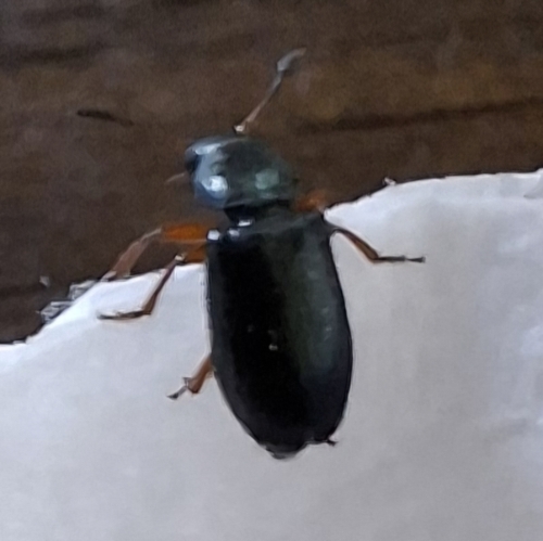 Red-legged Ham Beetle
