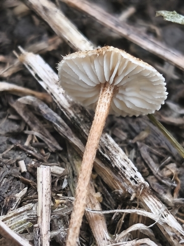hairy parachute