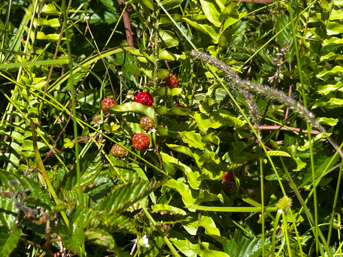 Rubus argutus observed 2026-08-29