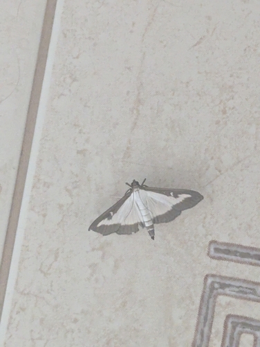 Box Tree Moth