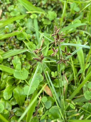 Cyperus sanguinolentus observed 2026-09-10
