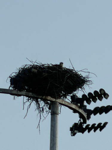 iNaturalist image