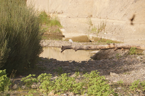 iNaturalist image