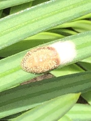 Pulvinaria floccifera