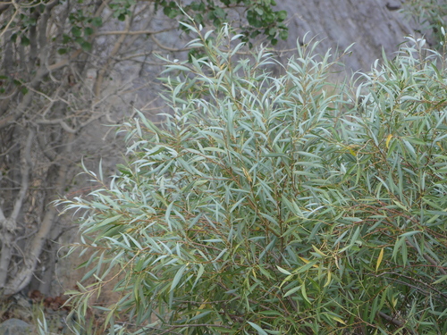 common Middle East willow