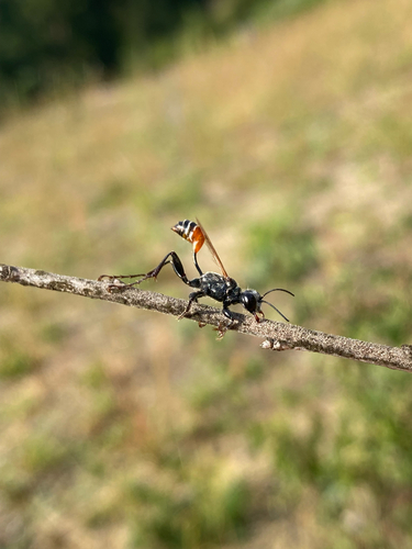 Prionyx kirbii
