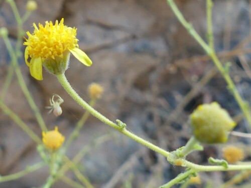 Pulicaria gnaphalodes