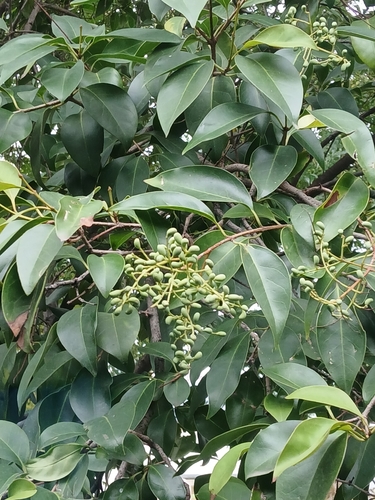 tree privet