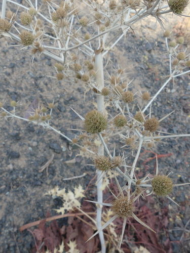 Eryngium noeanum