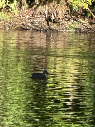 iNaturalist image