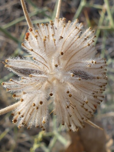 Pycnocycla spinosa