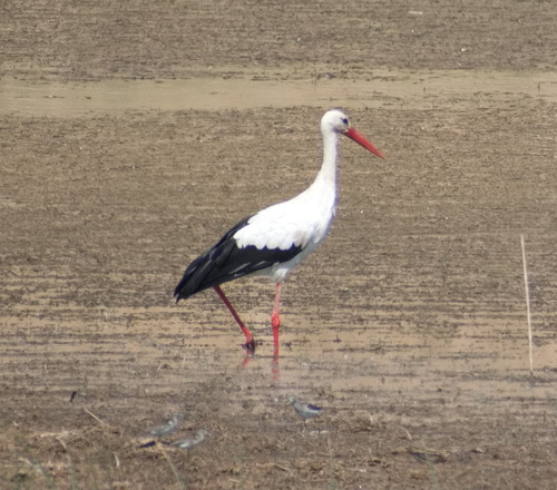 iNaturalist image