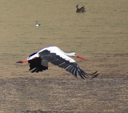 iNaturalist image