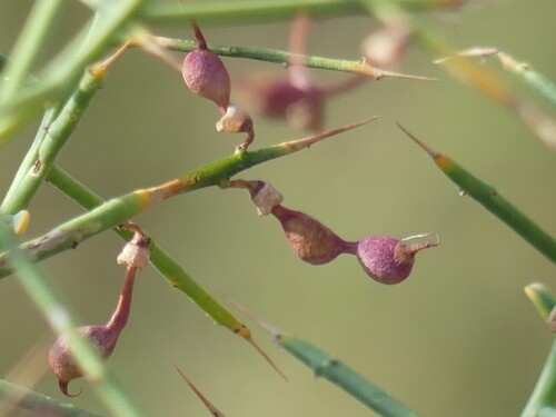 Alhagi pseudalhagi persarum
