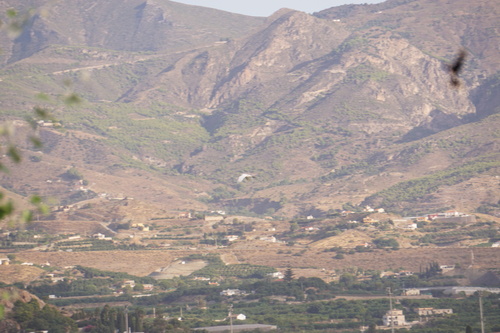 iNaturalist image