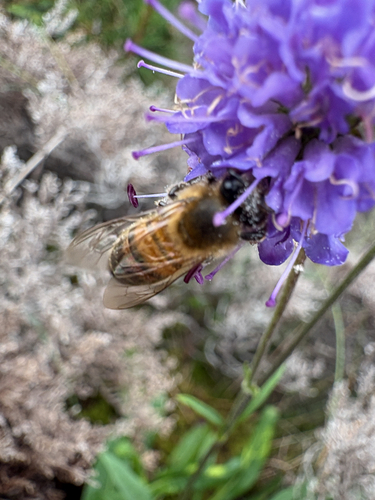 Western Honey Bee
