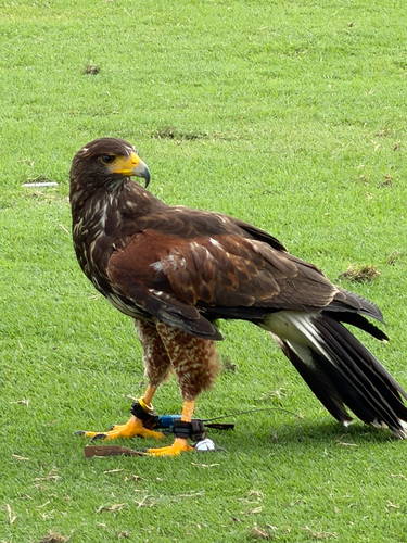 Harris's Hawk