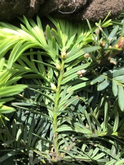 Pulvinaria floccifera