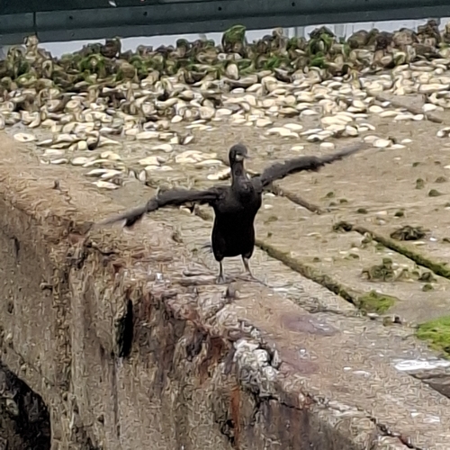 iNaturalist image