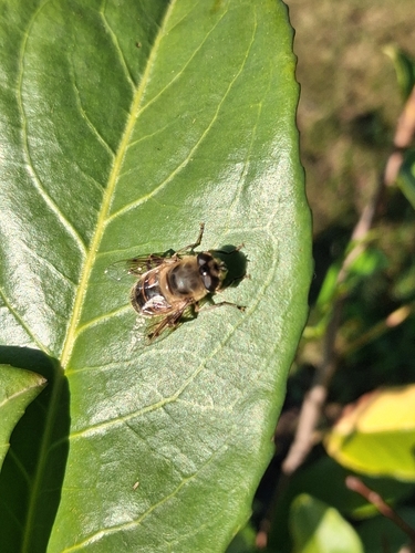 Common Drone Fly