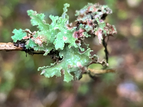Varied Rag Lichen