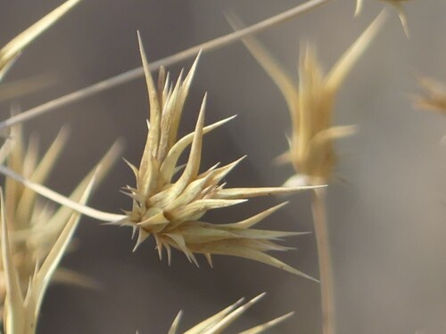 Cousinia eryngioides