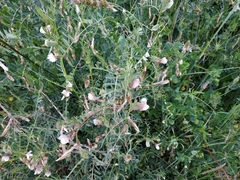 Vicia lutea