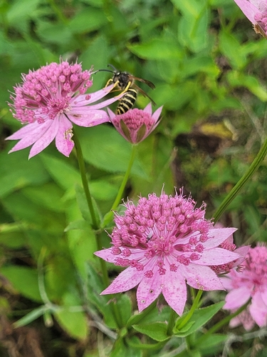 Astrantia maxima, 2026-09-05