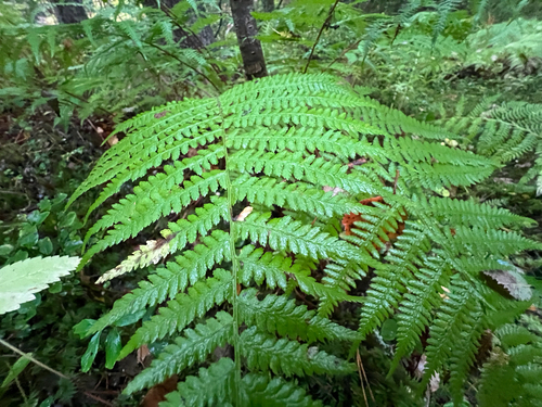 Common Lady Fern